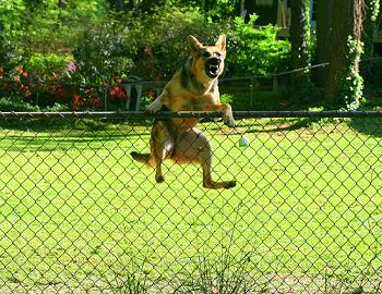 very scary dog yelling as he's half jumped over a fence