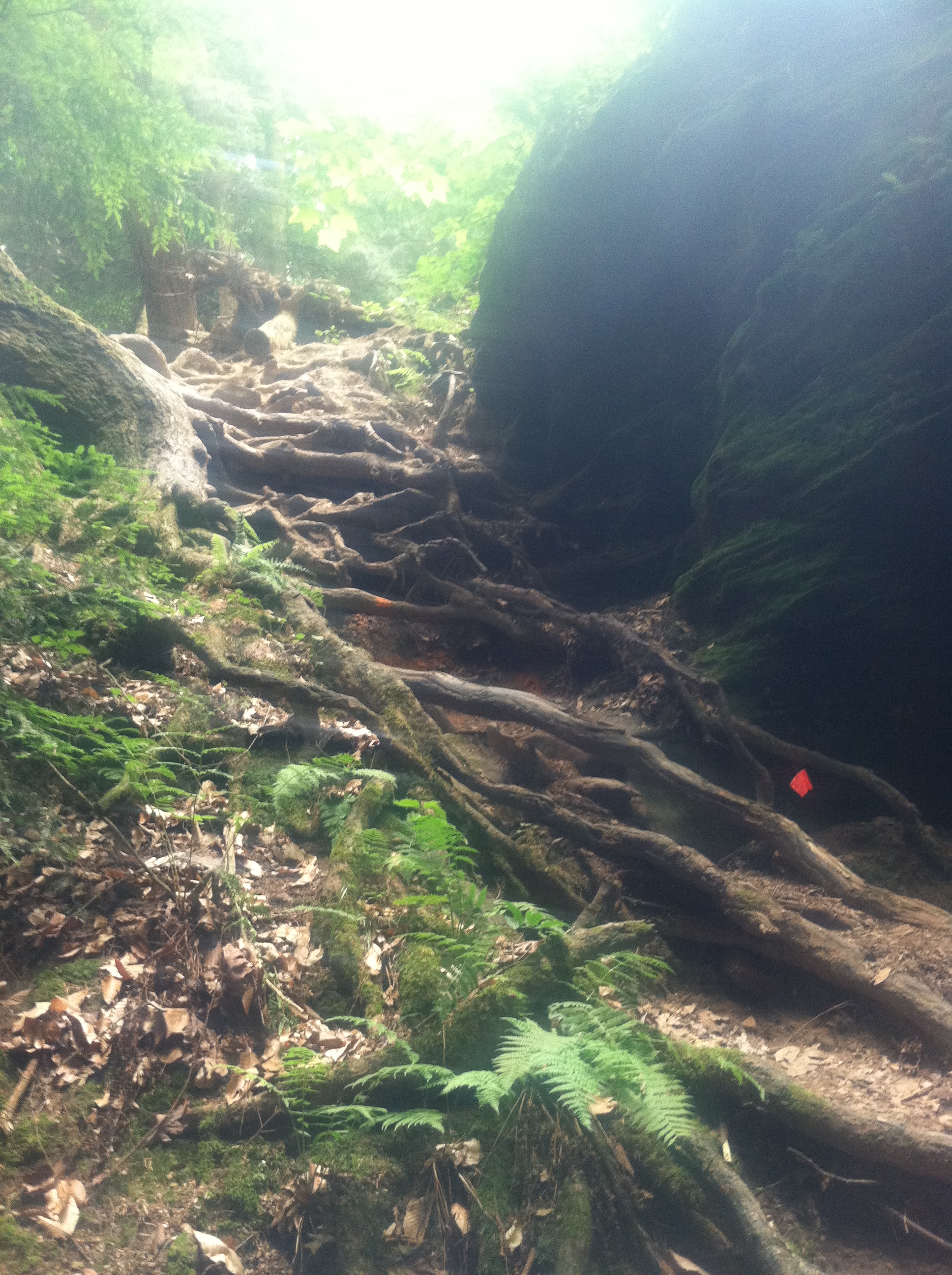 root wall to climb at the Mohican 100 Marathon in Ohio