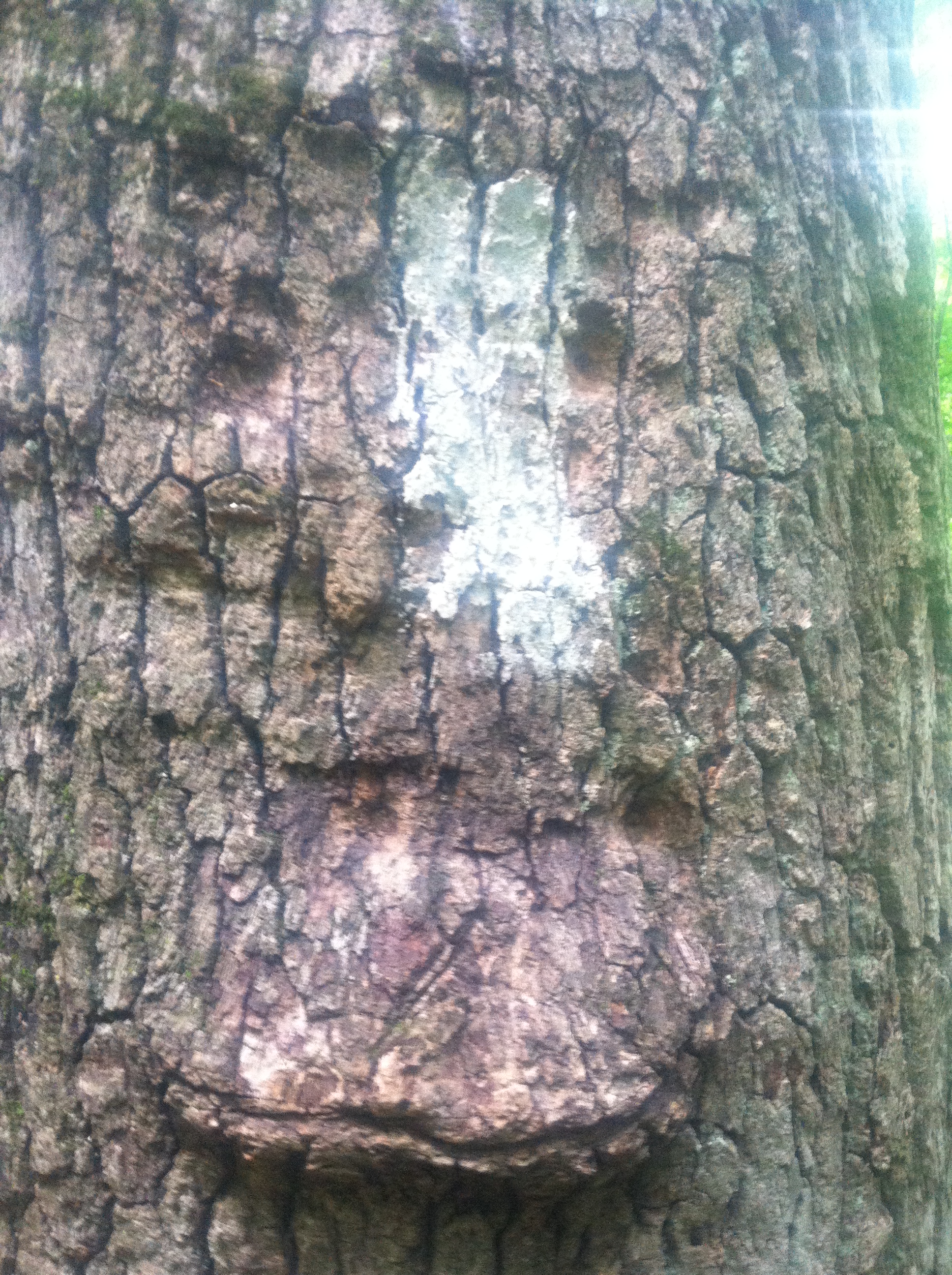 tree that sort of looks like it has a face growing out of it in the Mohican 100 Marathon