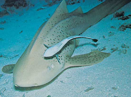Remora attached to leopard shark