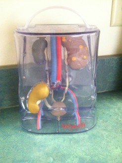 plastic model of kidneys