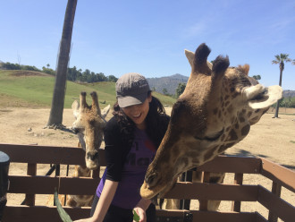 Aurora feeding two giraffes