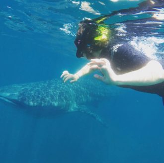 Aurora swimming alongside a whale shark